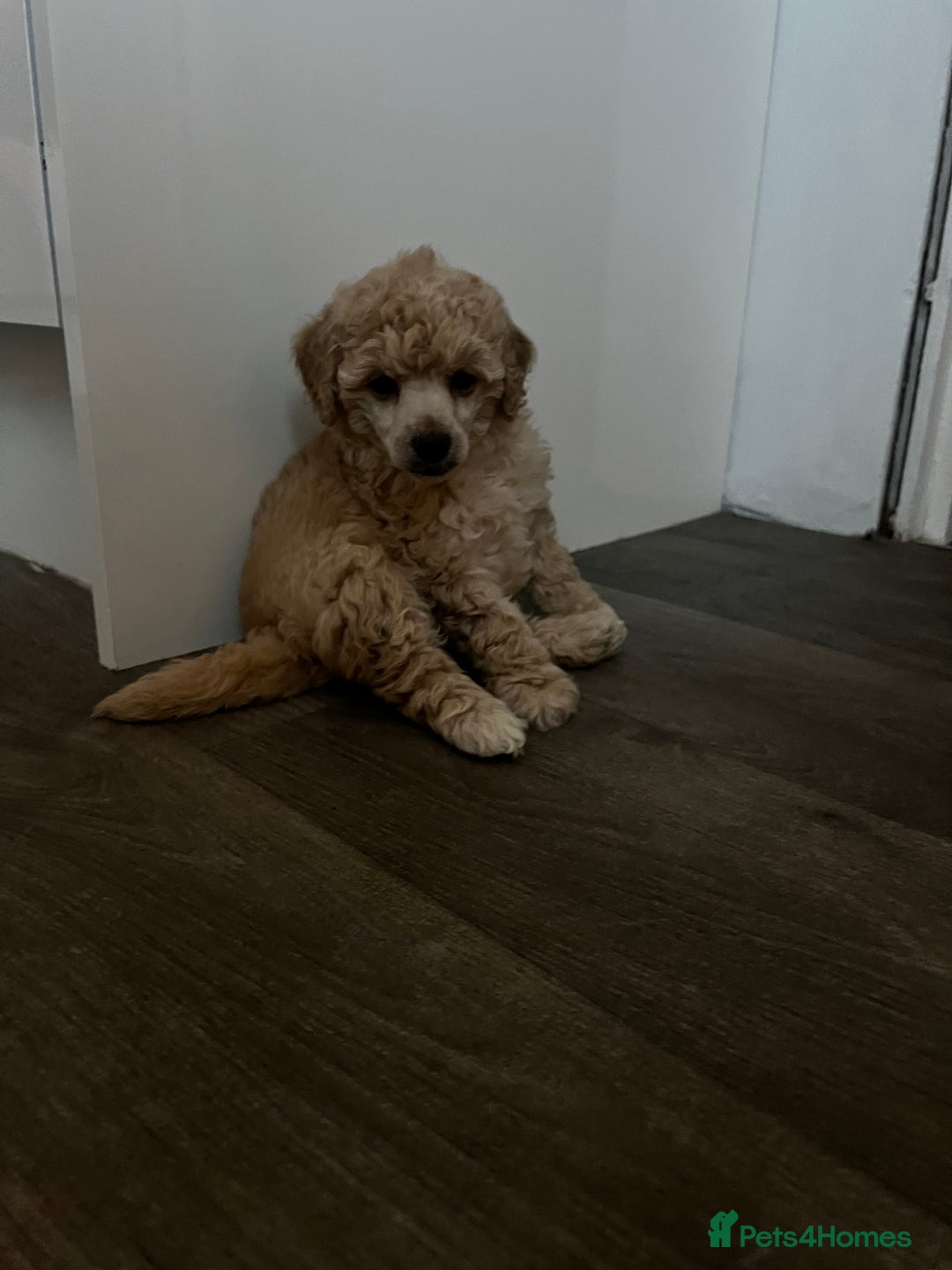 Toy Poodle dogs for sale: Gorgeous kc registered toy poodle pups  - Image 2