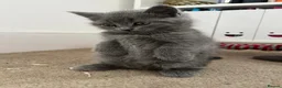 British Shorthair cats for sale: Chubby British Shorthair kitten  - Advert 13
