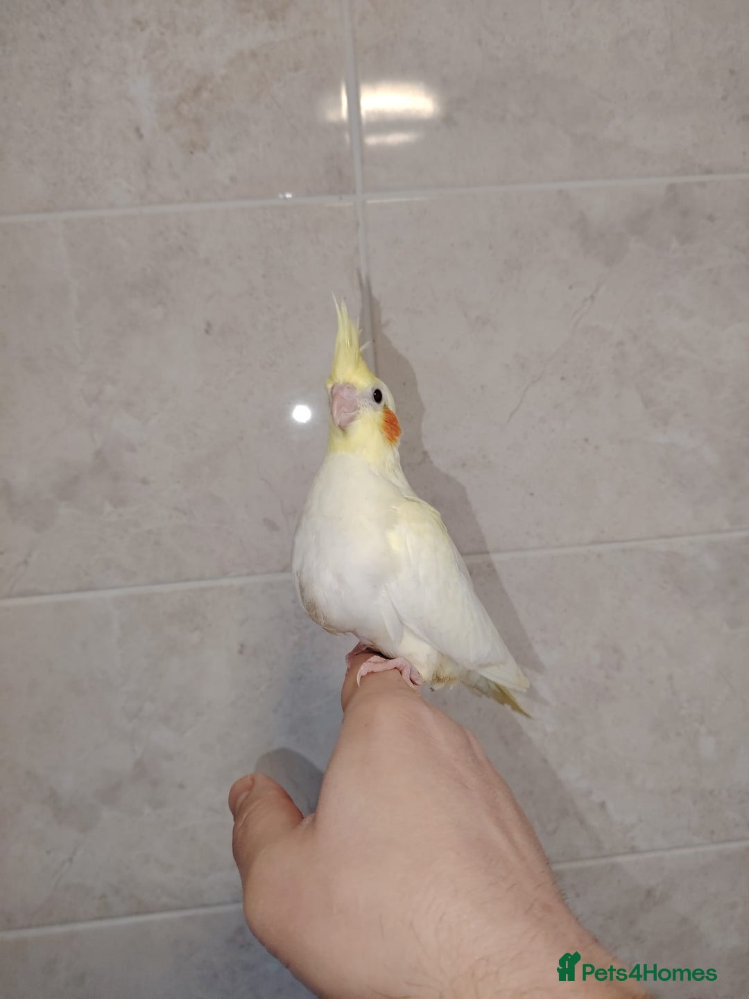 Cockatiels birds for sale: Baby cockatiels hand rear - Advert 5