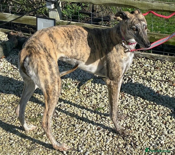 Greyhound dogs Beautiful Caira wants a loving forever home - Advert 2