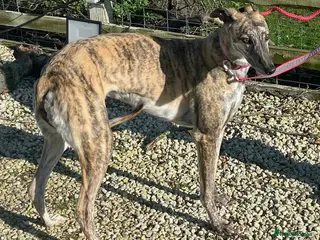 Greyhound dogs Beautiful Caira wants a loving forever home - Advert 2