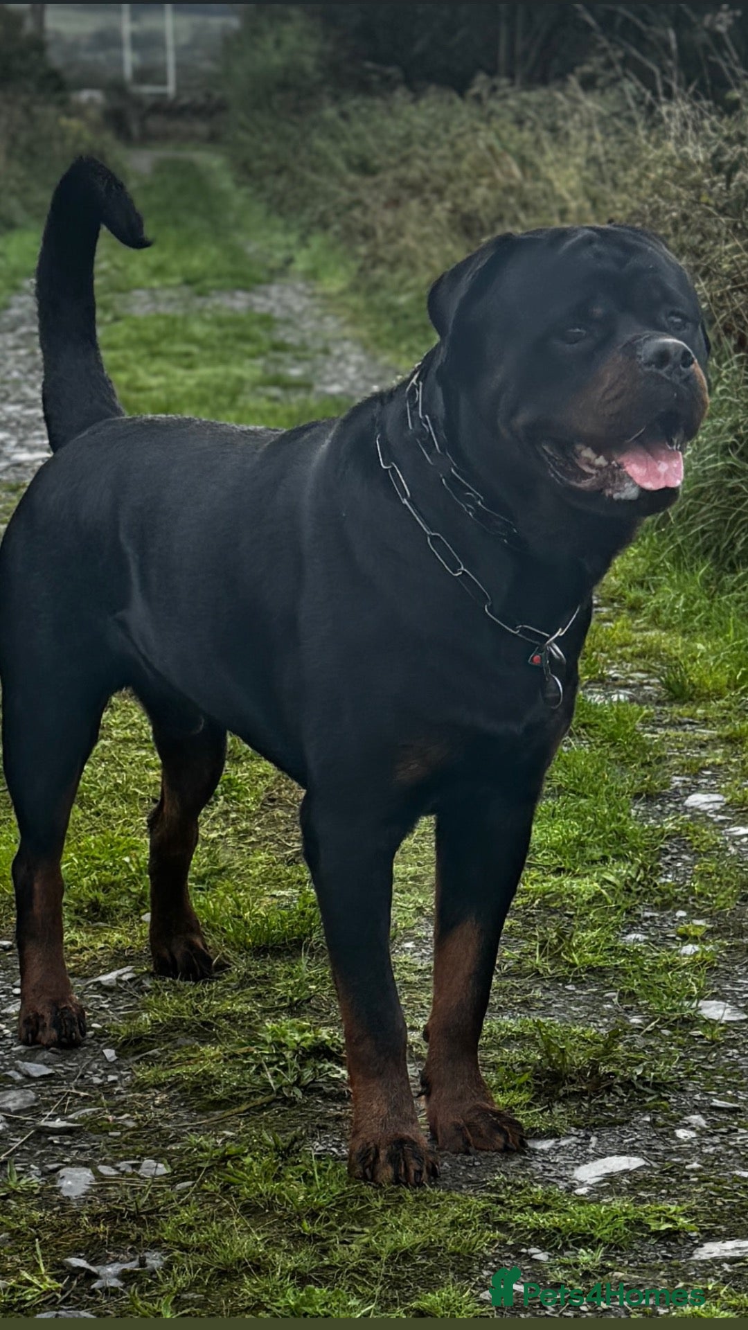 Rottweiler dogs Alfie  - Advert 2