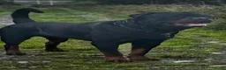 Rottweiler dogs for stud: Alfie  - Advert 2