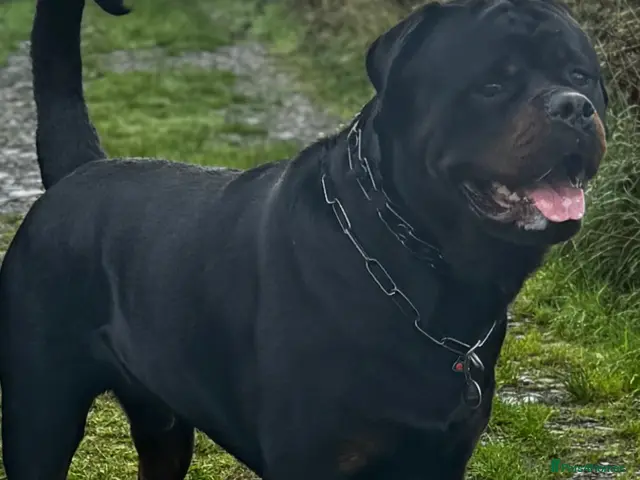 Rottweiler dogs for stud: Alfie - Advert 2