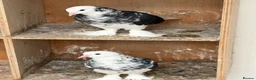 Pigeons birds for sale: West of England tumblers in Banbury - Advert 1