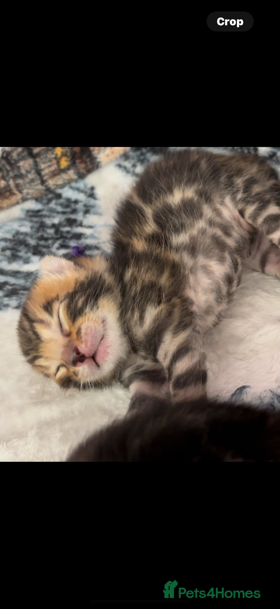 Bengal cats Adorable TICA registered Bengal Kittens - Advert 1