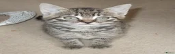 British Shorthair cats for sale: Kittens looking for loving homes, 3 striped girls. in Leicester - Advert 1