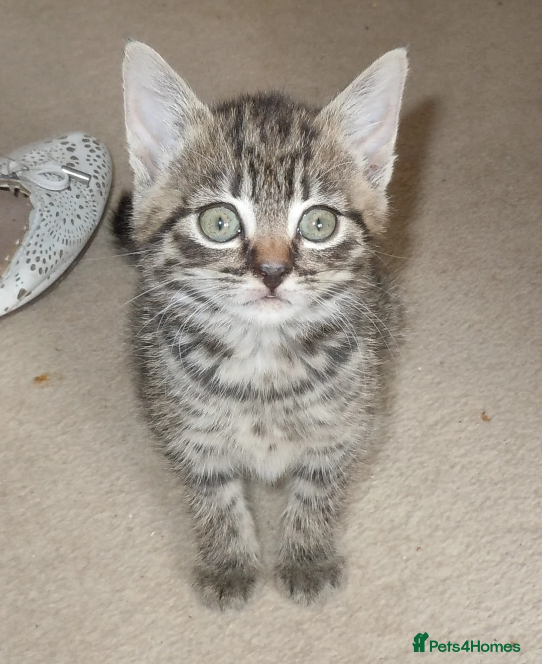 British Shorthair cats for sale: Kittens looking for loving homes, 3 striped girls. in Leicester - Advert 1
