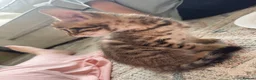 Bengal cats for sale: Bengal x  - Advert 9