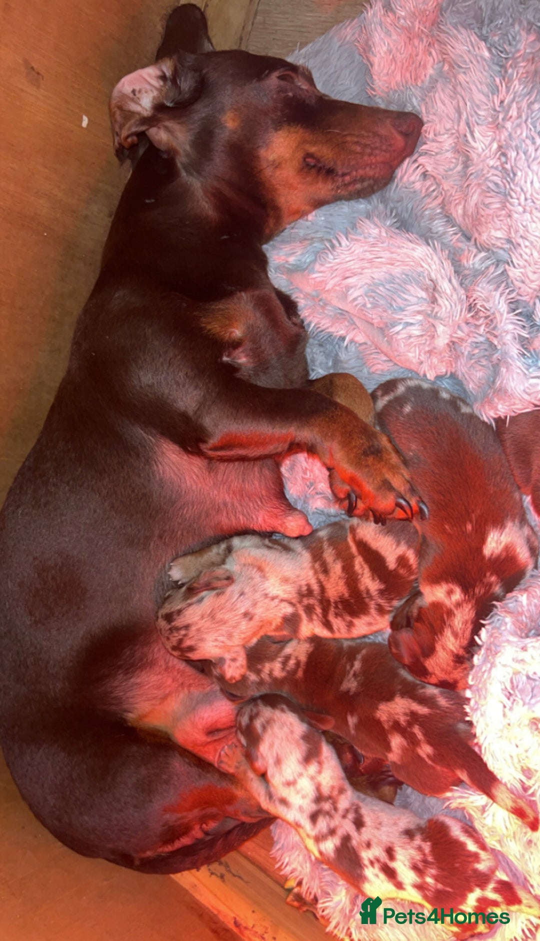 Dachshund dogs for sale: FEMALE CHOC DAPPLE AVAILABLE  - Image 5
