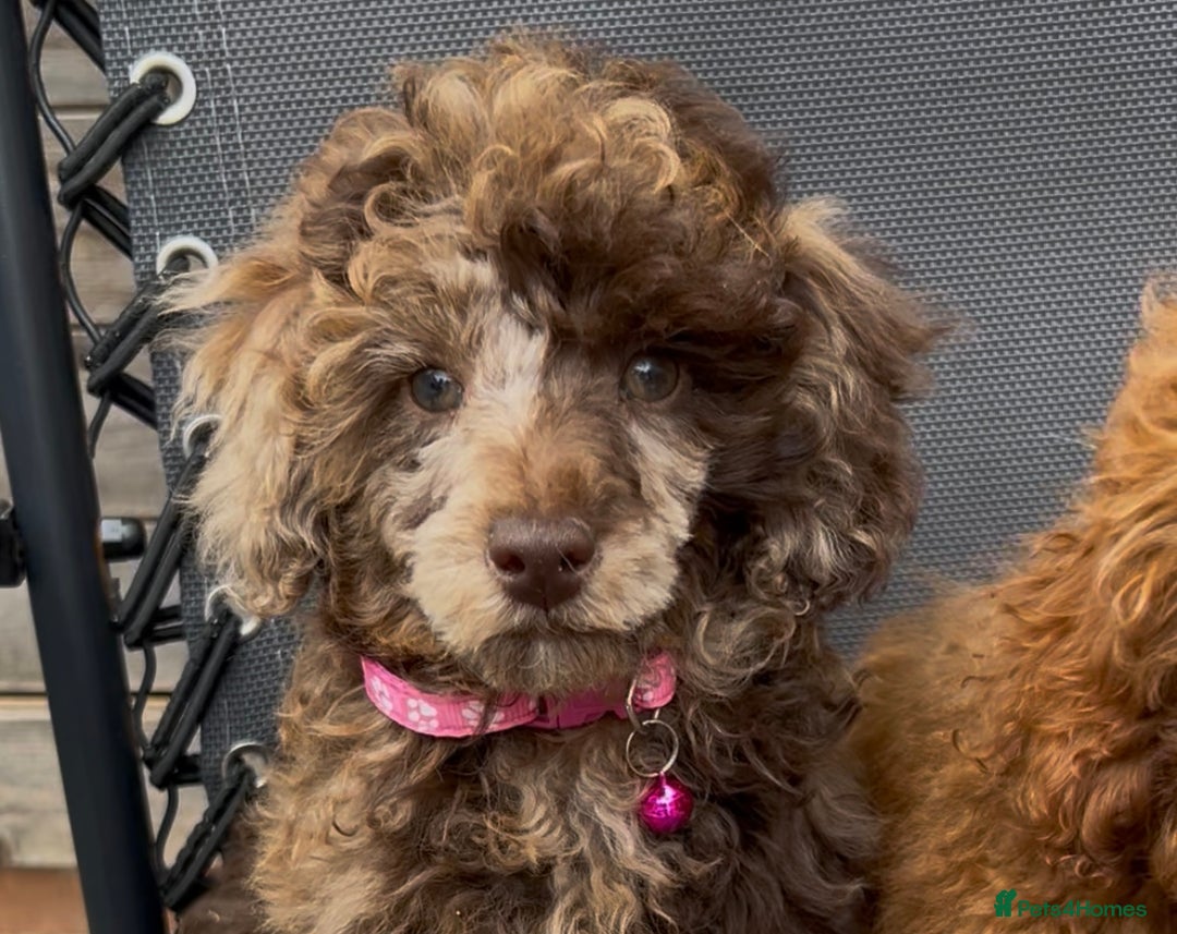 Toy Poodle dogs for sale: Chocolate Merle Kc parents toy poodle female  - Advert 9