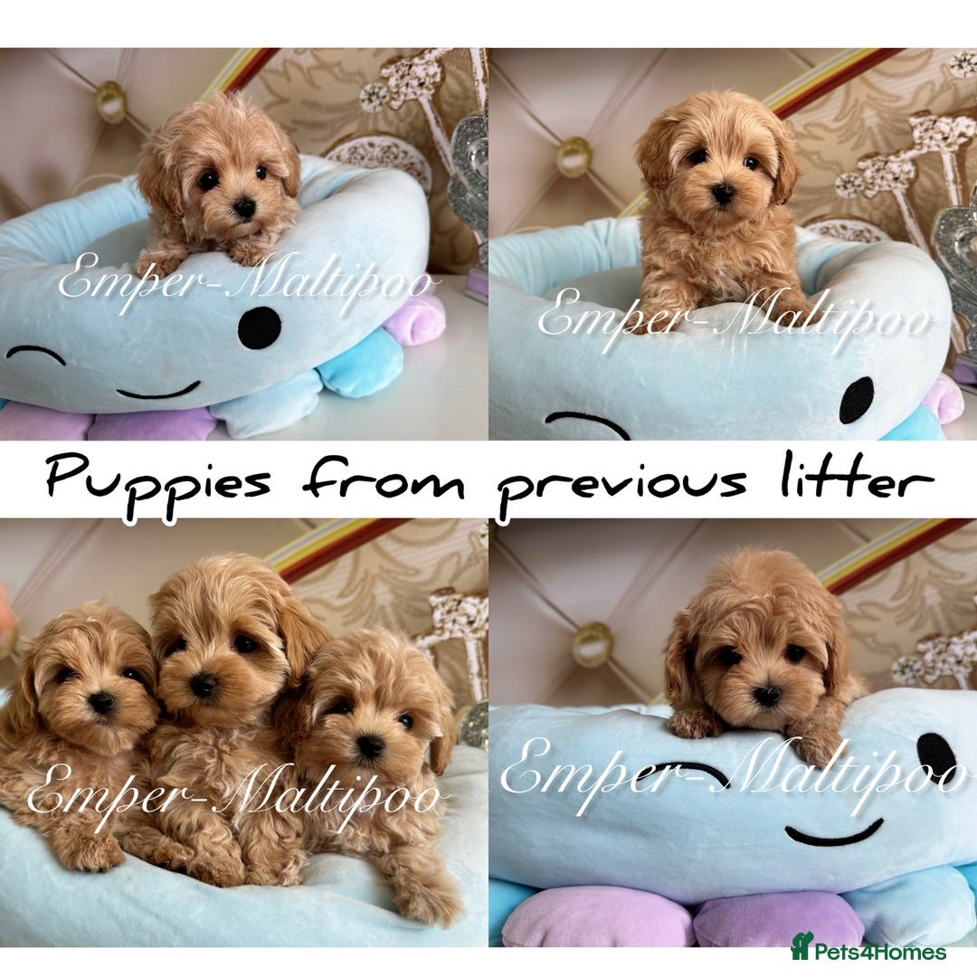 Maltipoo dogs for sale: Tiny Emper-Maltipoo Puppies – Asian teddy dad! - Image 8