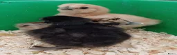 Chickens poultry for sale: Silkie chicks, hatching eggs & cockerels available - Advert 6
