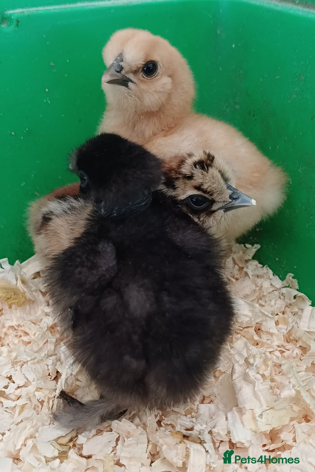 Chickens poultry for sale: Silkie chicks, hatching eggs & cockerels available - Advert 6