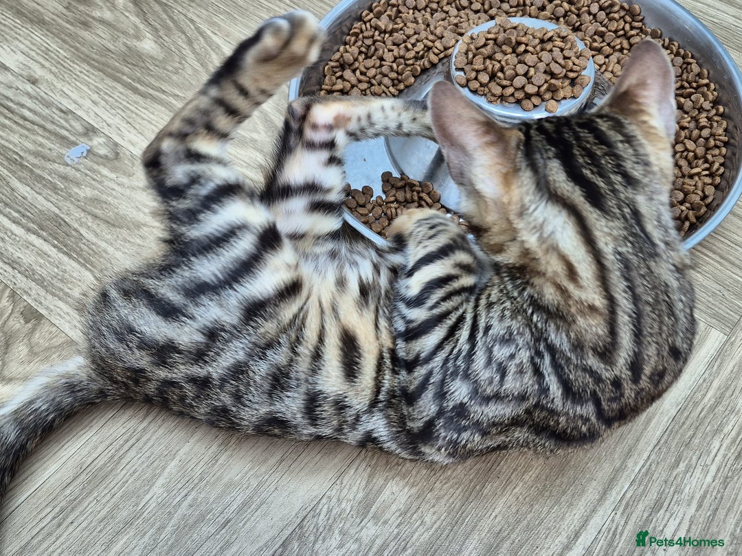 Bengal cats for sale: Bengal boy - Image 15