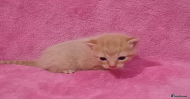 Mixed Breed cats - Advert 4