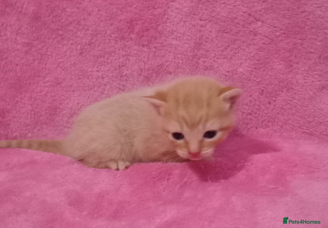 Mixed Breed cats for sale: Beautiful Kittens Available  - Image 3