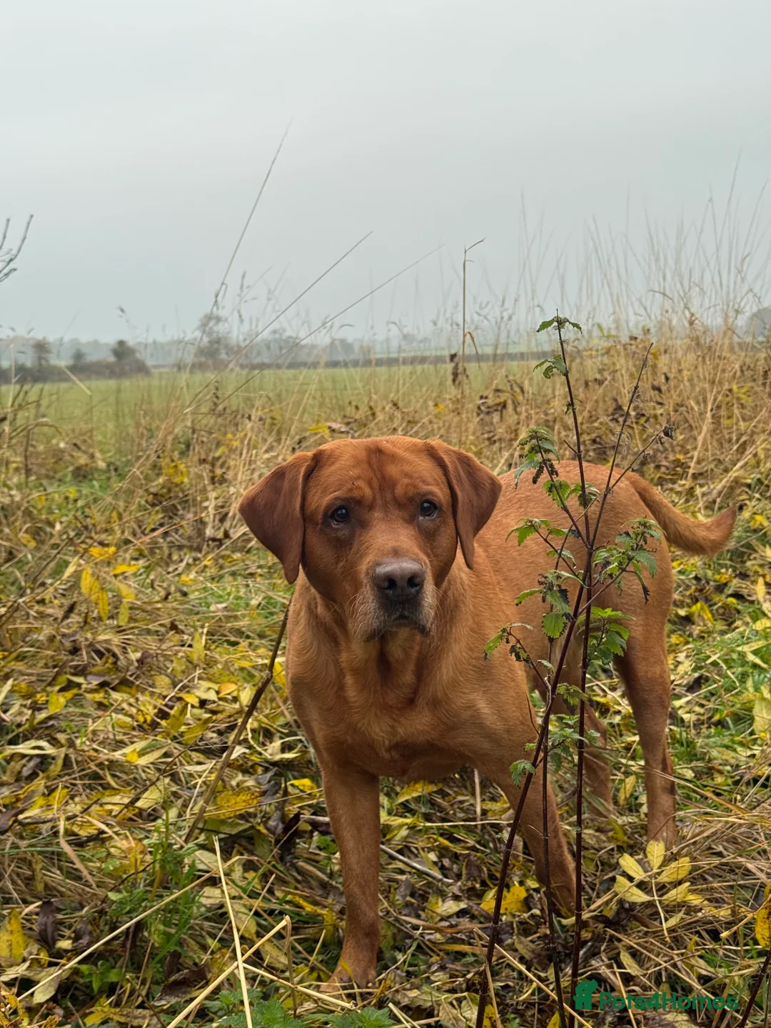 Labrador Retriever dogs for stud: PROVEN & FULLY HEALTH TESTED KC Dark Fox Red Stud  in York - Advert 23