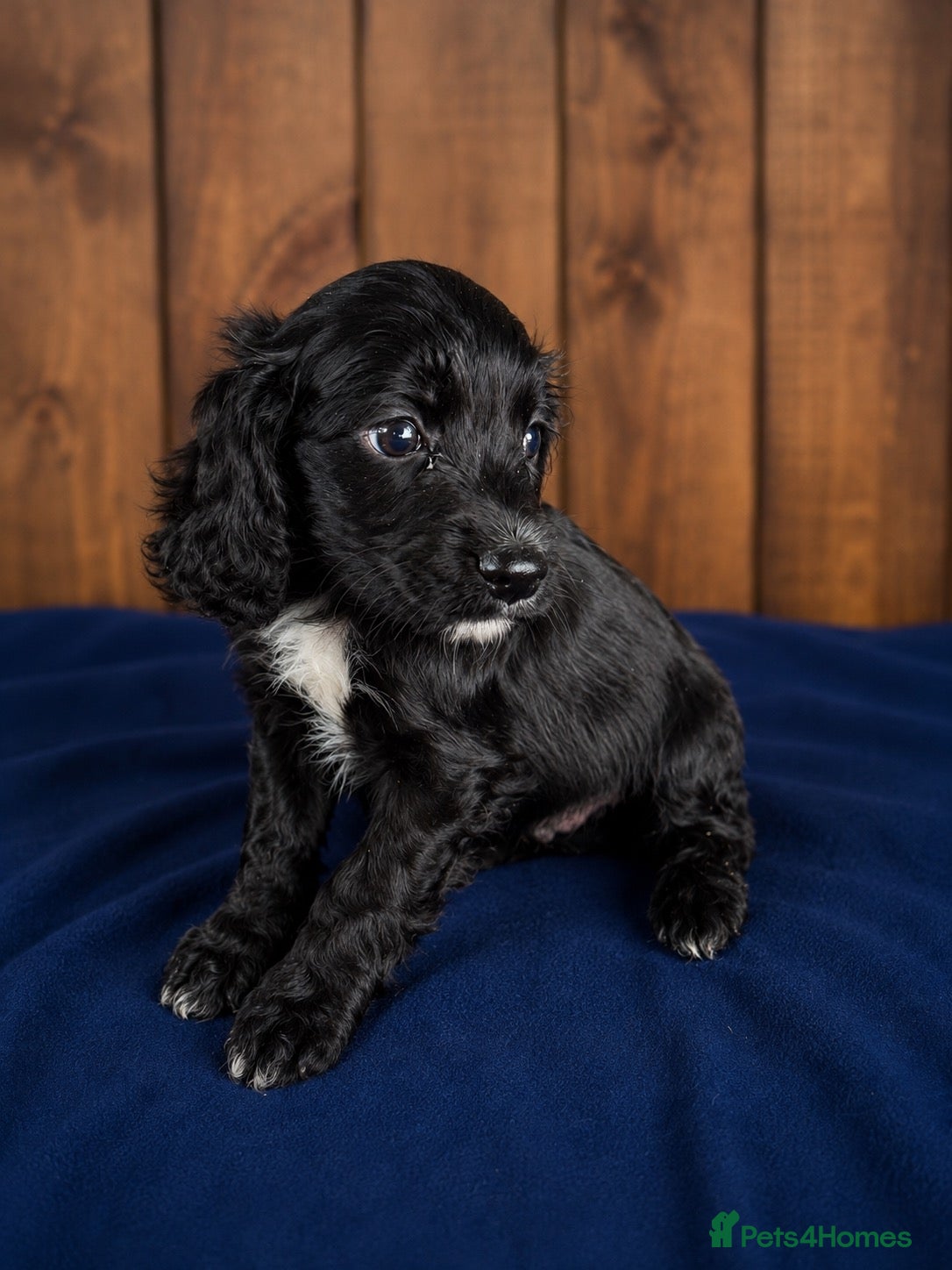 Cocker Spaniel dogs Cocker pups chocolate and Merle  - Advert 15