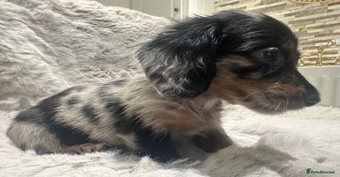 Miniature Dachshund dogs 🐾Mini long haired dachshunds🐾 - Advert 10