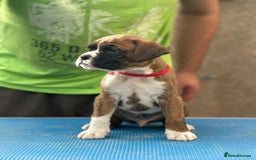 Boxer dogs for sale: Champion sired Lovely  Boxer Puppy Available  - Image 19