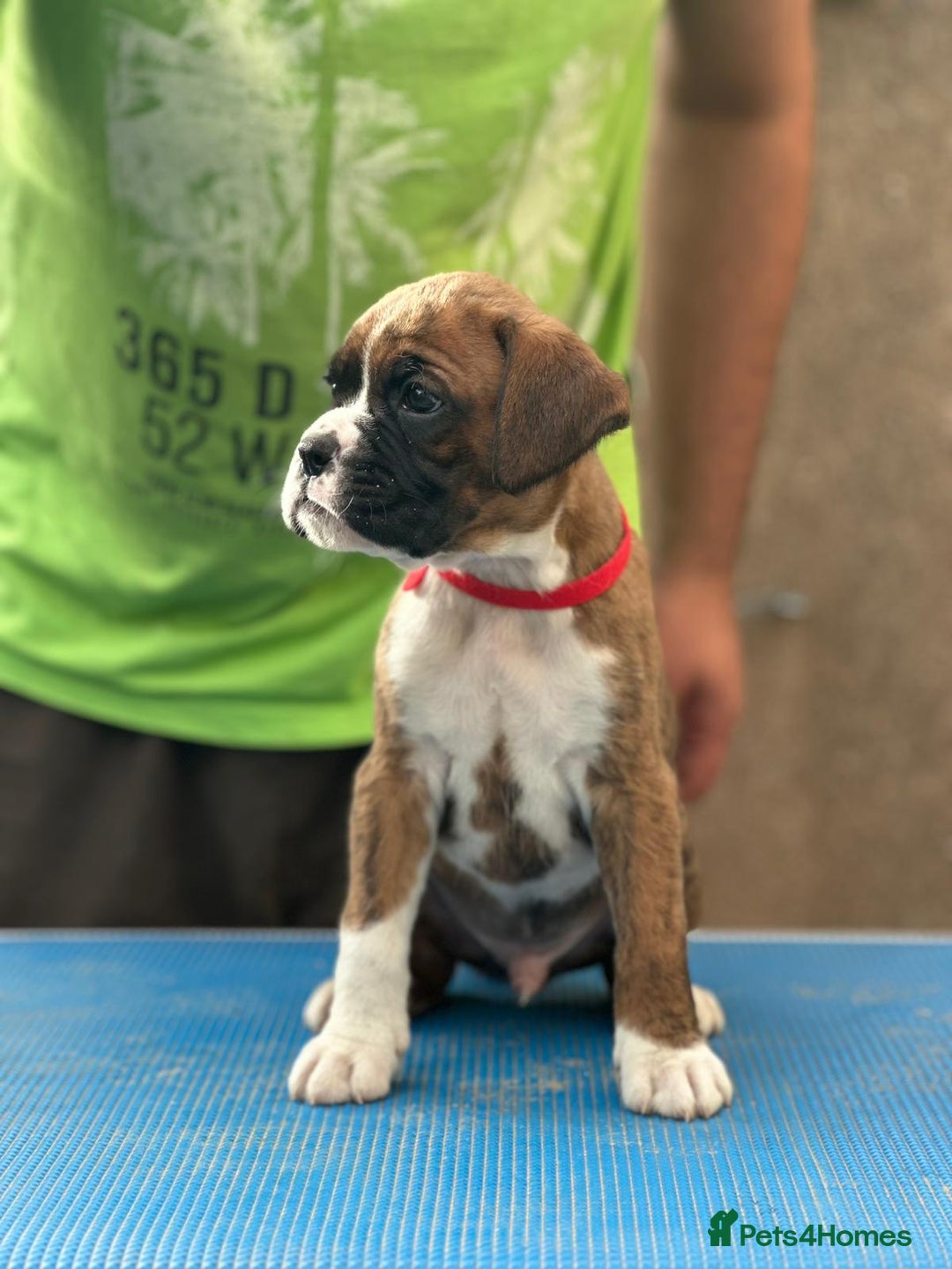 Boxer dogs for sale: Champion sired Lovely  Boxer Puppy Available  - Image 19