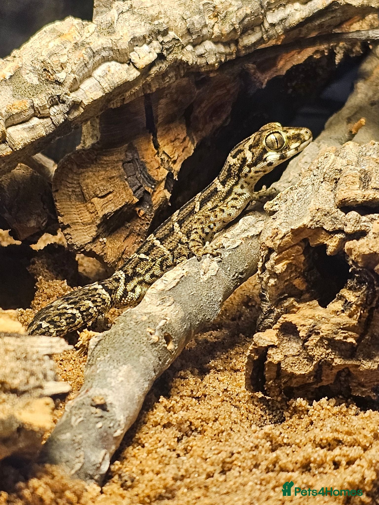 Gecko reptiles 2 female viper geckos + full setup - Advert 1