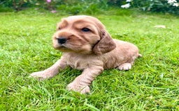 Cocker Spaniel dogs for sale: Gorgeous show type cocker spaniels - Image 1
