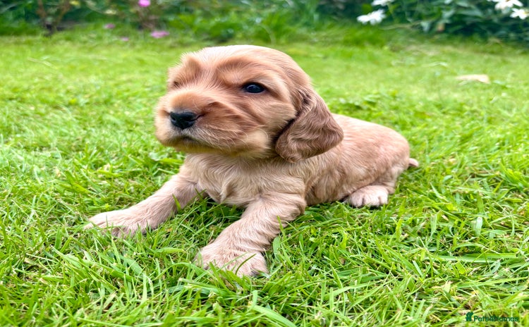 Cocker Spaniel dogs - Advert 1