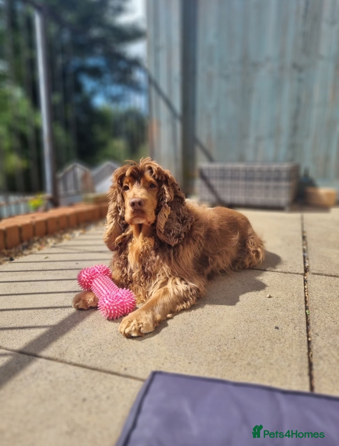 Cocker Spaniel dogs for stud: KC Choc Sable Cocker Spaniel  in Buckingham - Advert 2