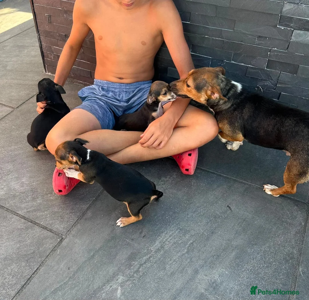 Jack Russell dogs for sale: Jack Russell Puppies in Malmesbury - Advert 2