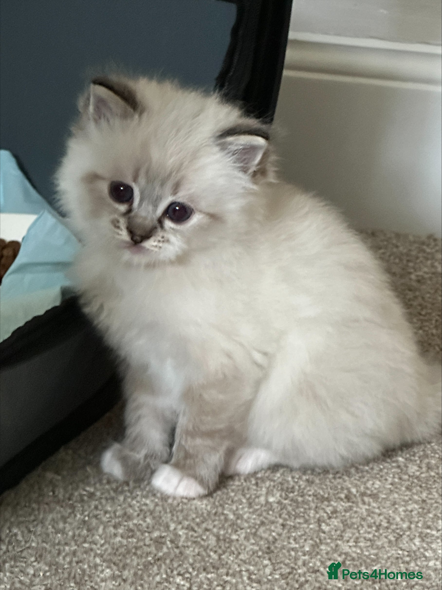 Ragdoll cats Pure Bred Ragdoll Kittens - Advert 2