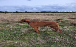 Mixed Breed dogs for sale: Alaunt type puppies - Advert 8