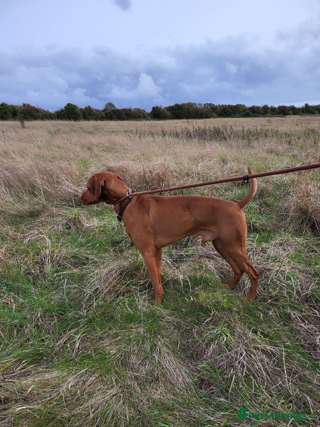 Mixed Breed dogs for sale: Alaunt type puppies - Advert 8