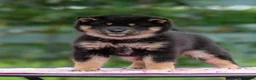 Japanese Shiba Inu dogs for sale: Elite Japanese Shiba Inu puppies, pure excellence - Advert 5