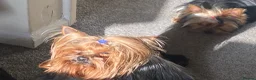 Yorkshire Terrier dogs for stud: KC registered Yorkshire Terrier Stud dog  - Advert 3