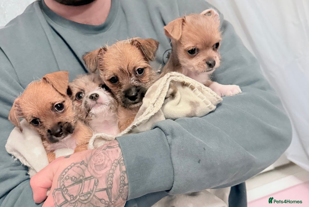 Mixed Breed dogs for sale: Beautiful hybrid Chihuahua puppy’s.  - Advert 1