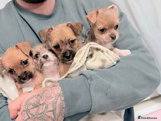 Mixed Breed dogs Beautiful hybrid Chihuahua puppy’s. - Advert 6