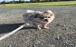 Pomsky dogs for sale: Pomeranian Merle Puppy one left  - Image 6