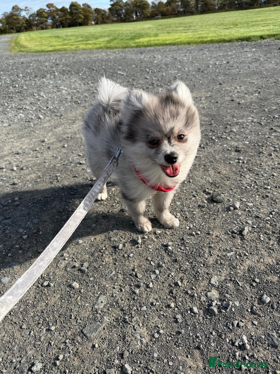 Pomsky dogs for sale: Pomeranian Merle Puppy one left  - Image 6