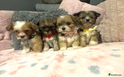 Mixed Breed dogs for sale: Lhasa apso x chorkie  - Image 1