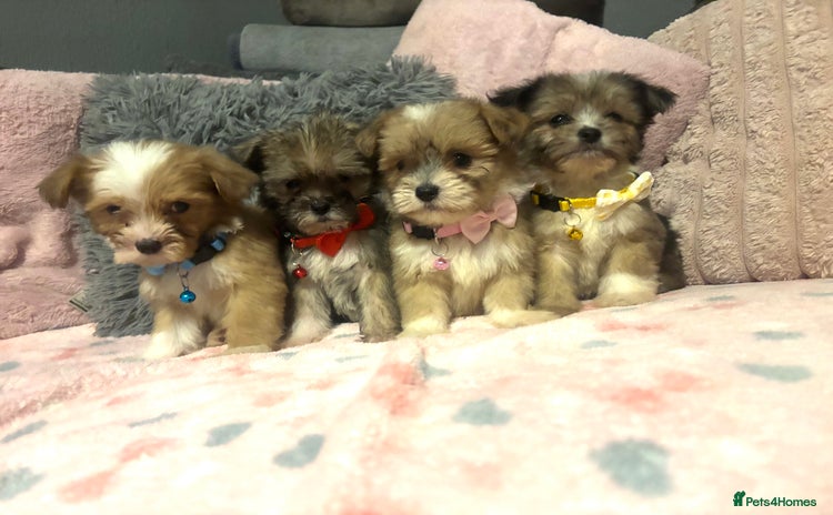 Mixed Breed dogs for sale - Advert 1