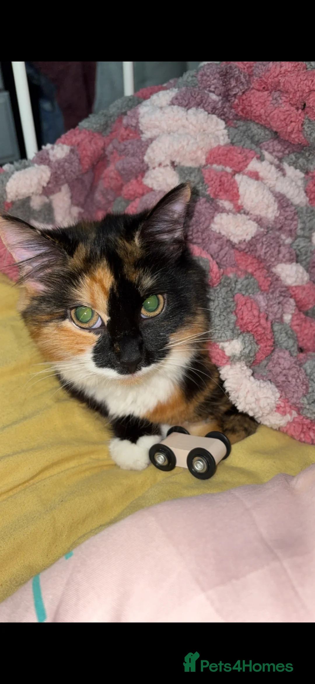 Mixed Breed cats for sale: Mabel - 10 month old Tortoise shell Kitten  - Advert 1
