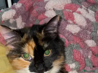 Mixed Breed cats 10 month old Tortoise shell Kitten - Advert 1