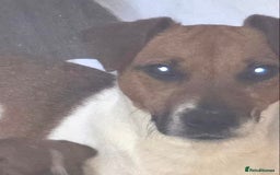 Plummer Terrier dogs for sale: Plummer terrier puppies for sale - Advert 9