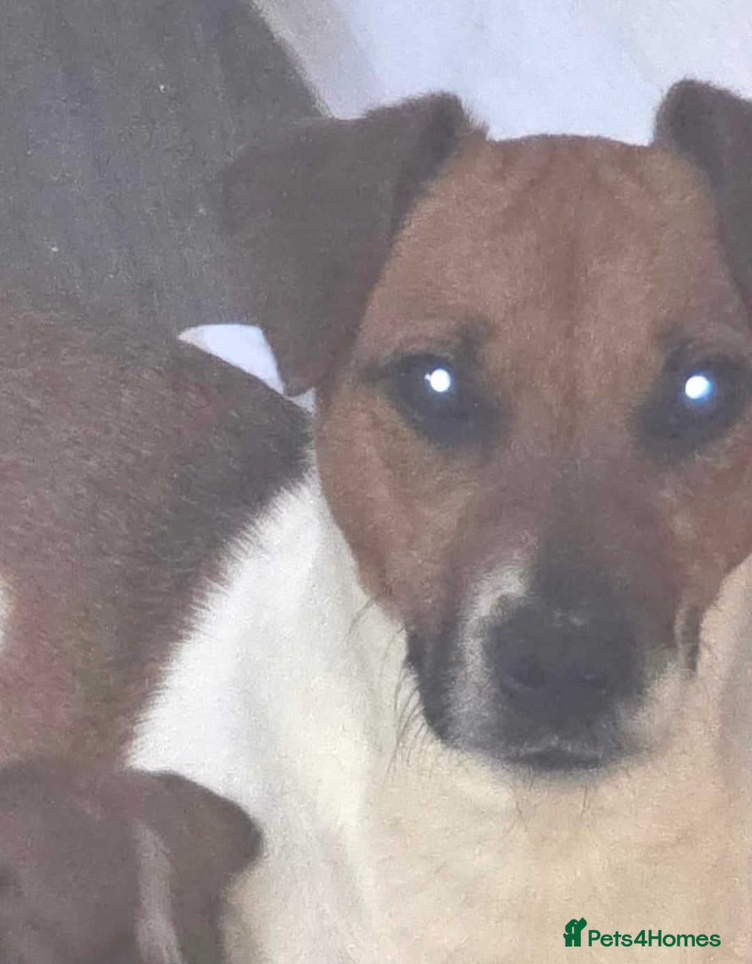 Plummer Terrier dogs for sale: Plummer terrier puppies for sale - Advert 9