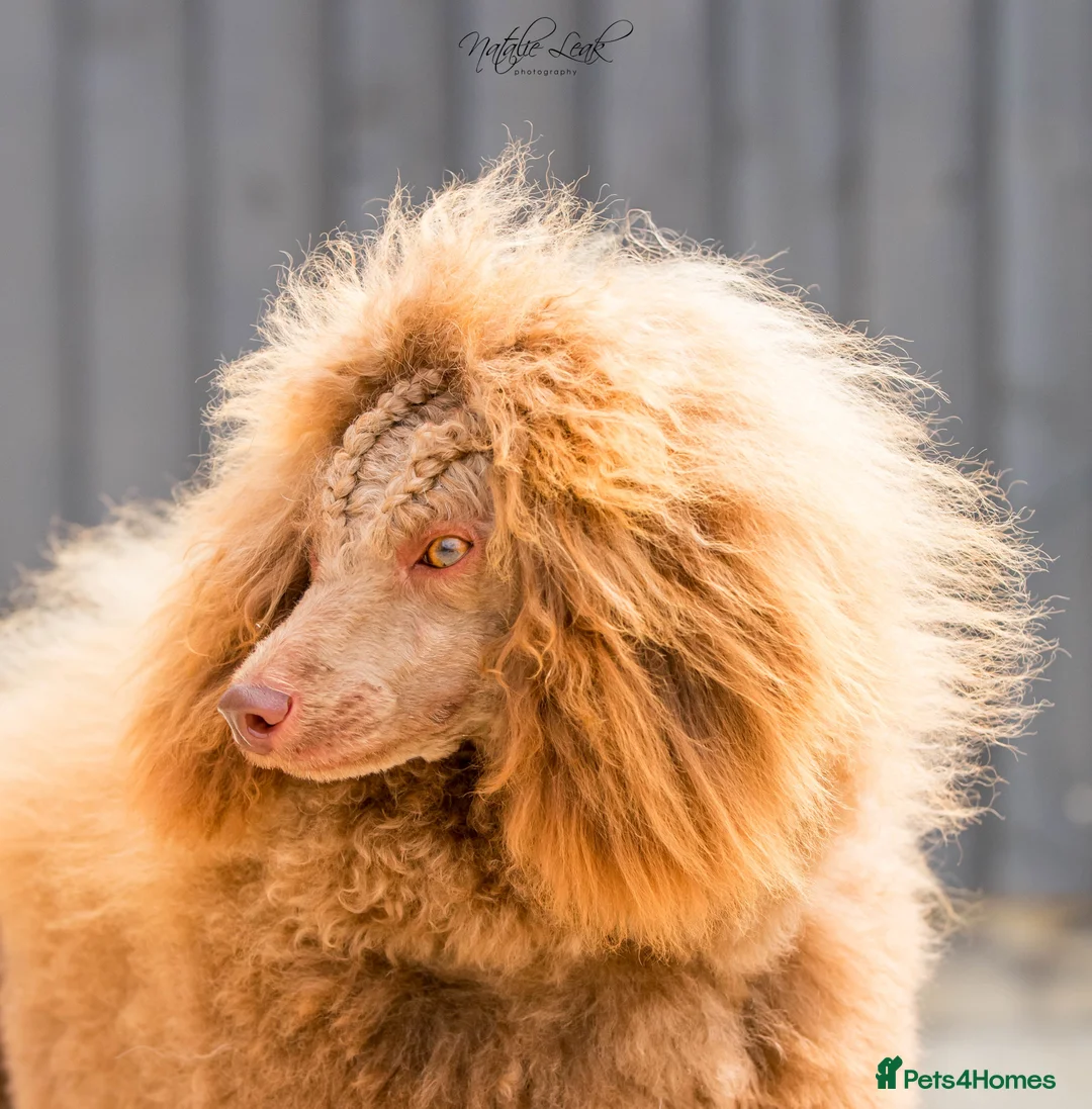 Poodle dogs for stud: Chocolate poodle stud in Leeds - Advert 3