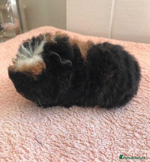 Guinea Pig rodents Pure Bred Merino Sow and Boars - Advert 1