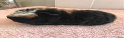 Guinea Pig rodents for sale: Pure Bred Merino Sow and Boars - Advert 3
