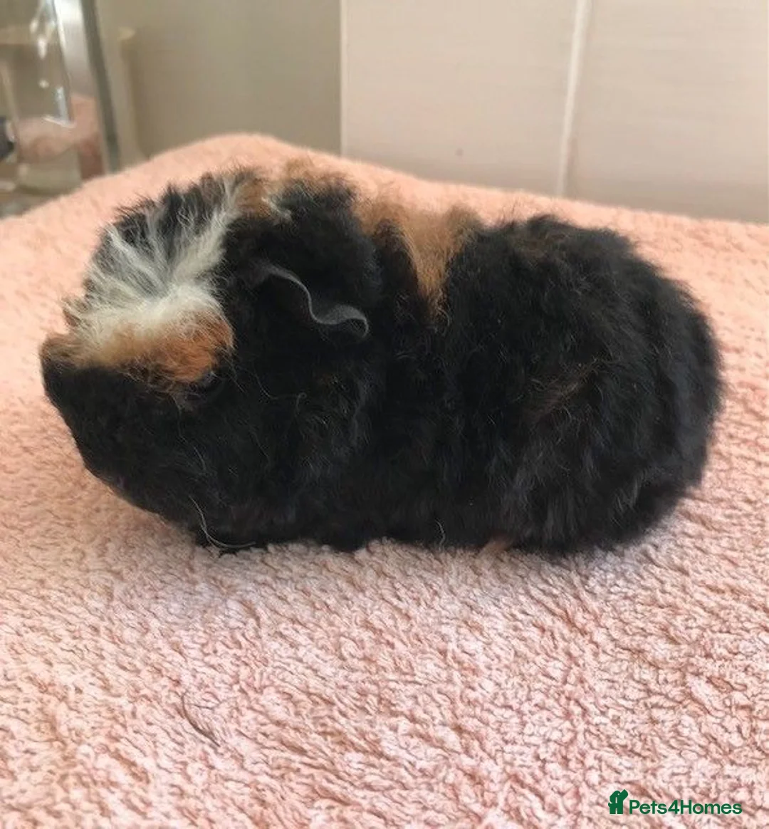 Guinea Pig rodents for sale: Pure Bred Merino Sow and Boars - Advert 3